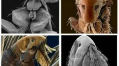 Średnia długość życia pchli